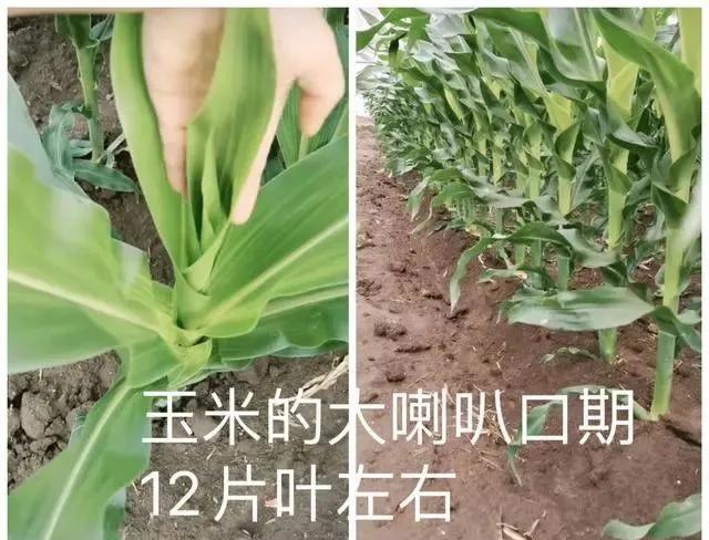 玉米除草剂_玉米除草专用药_玉米除草剂打什么药