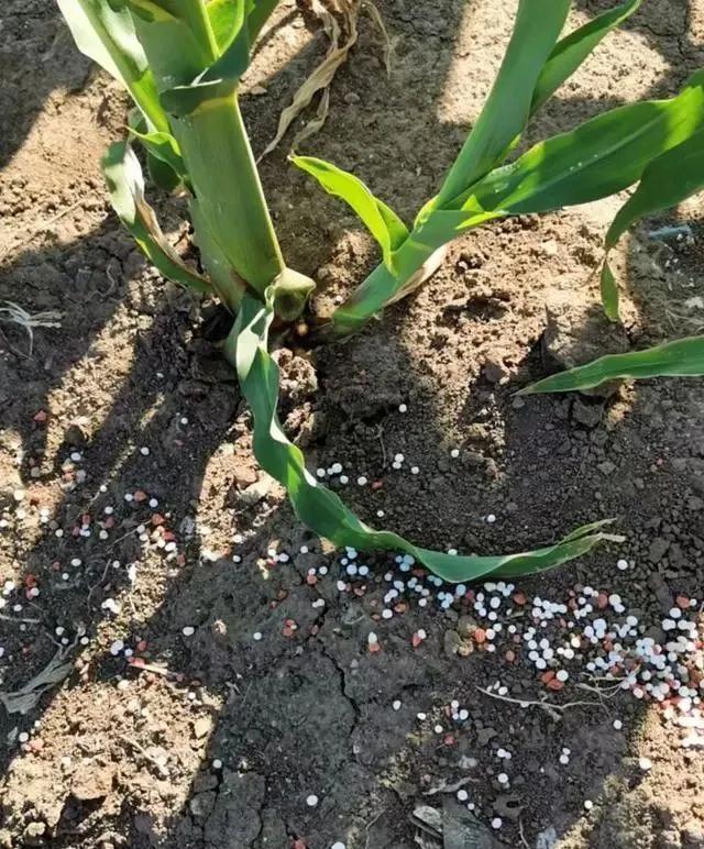 玉米除草专用药_玉米除草剂_玉米除草剂打什么药