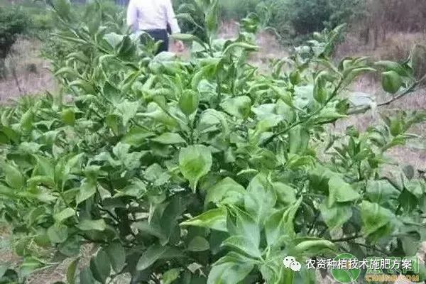 常见灭生性除草剂_灭生性除草剂可以杀死所有杂草_灭生性除草剂