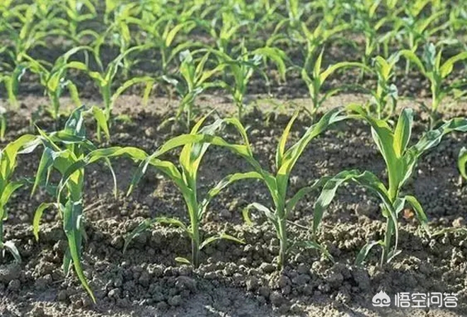 玉米除草剂的用法_玉米除草剂打什么药_玉米除草剂