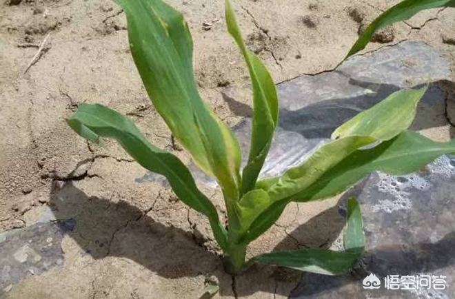 玉米除草剂_玉米除草剂的用法_玉米除草剂打什么药