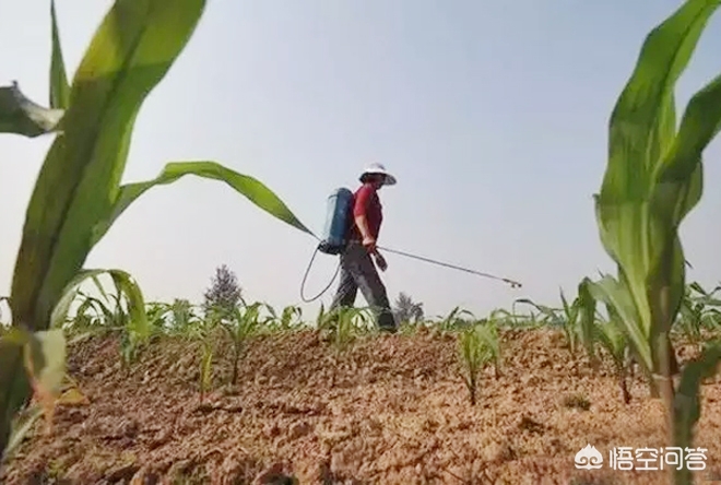 玉米除草剂的用法_玉米除草剂_玉米除草剂打什么药