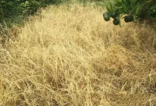 除草剂配方_除草剂调配方法_除草剂怎么配方