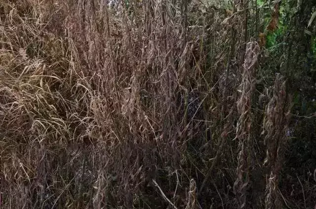 除草剂配方_除草剂怎么配方_除草剂调配方法