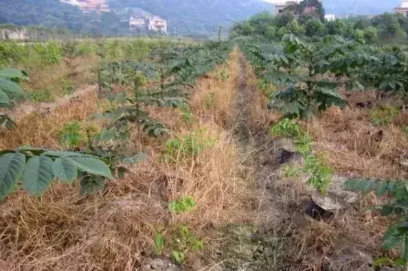除草剂配方_除草剂怎么配方_除草剂调配方法