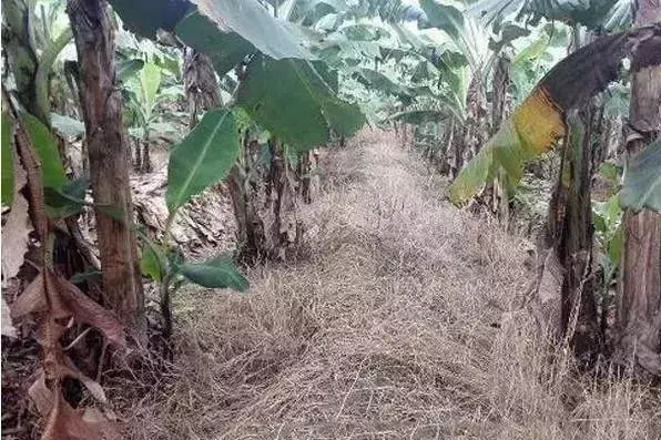 除草剂配方_除草剂怎么配方_除草剂调配方法