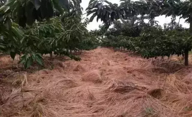 除草剂配方_除草剂调配方法_除草剂怎么配方