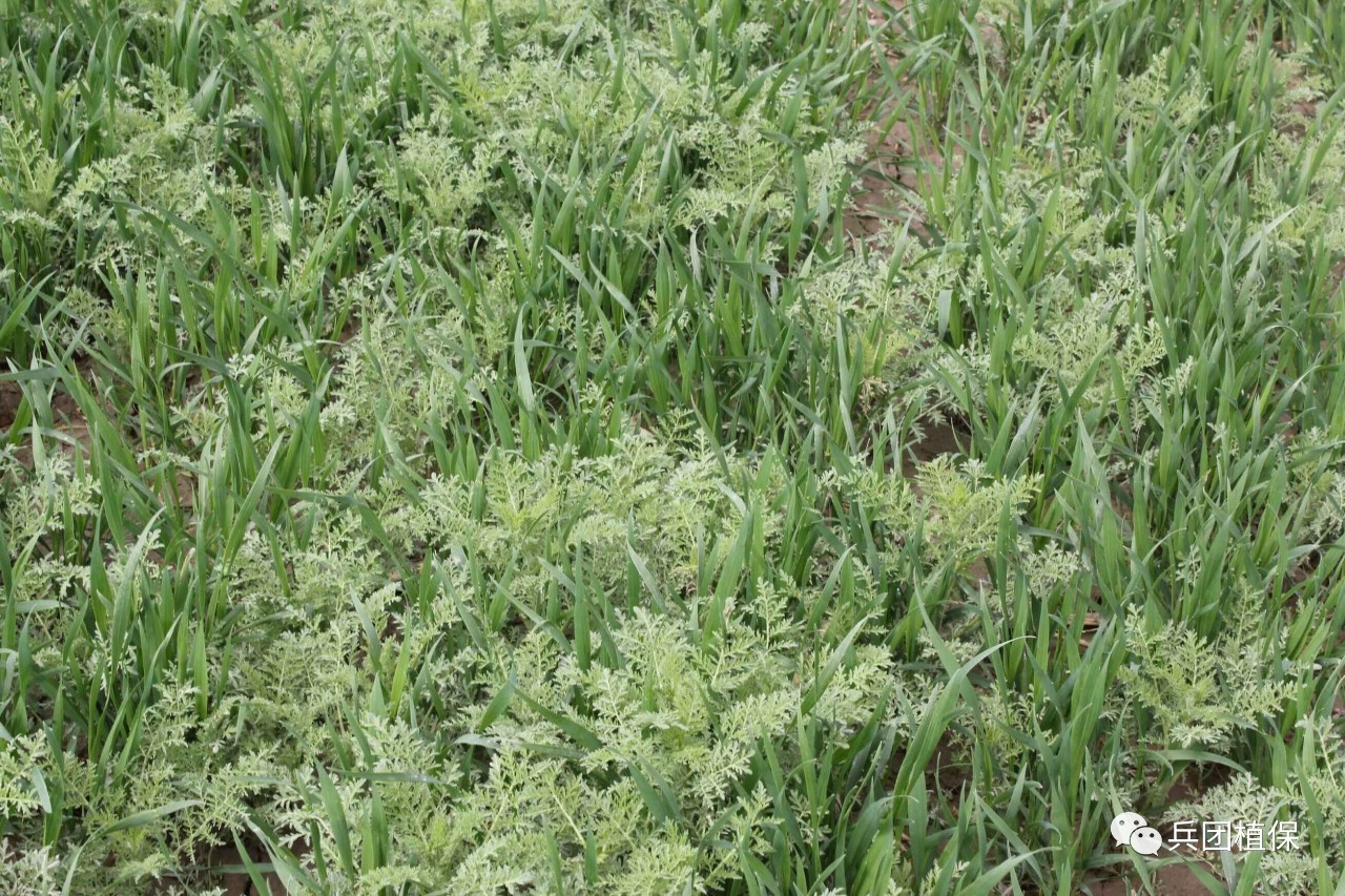 除草剂种类_除草剂的剂型主要有哪些_几种常见的除草剂类型