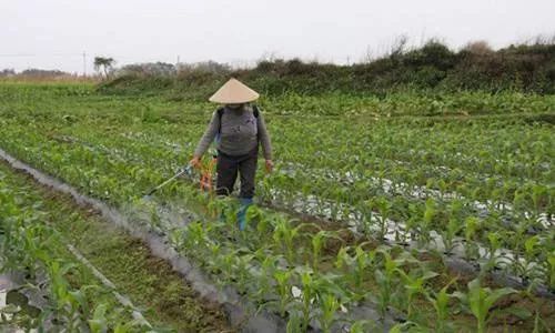 除草剂_玉米田芦苇用什么除草剂除草_墨西哥玉米草用什么除草剂除草