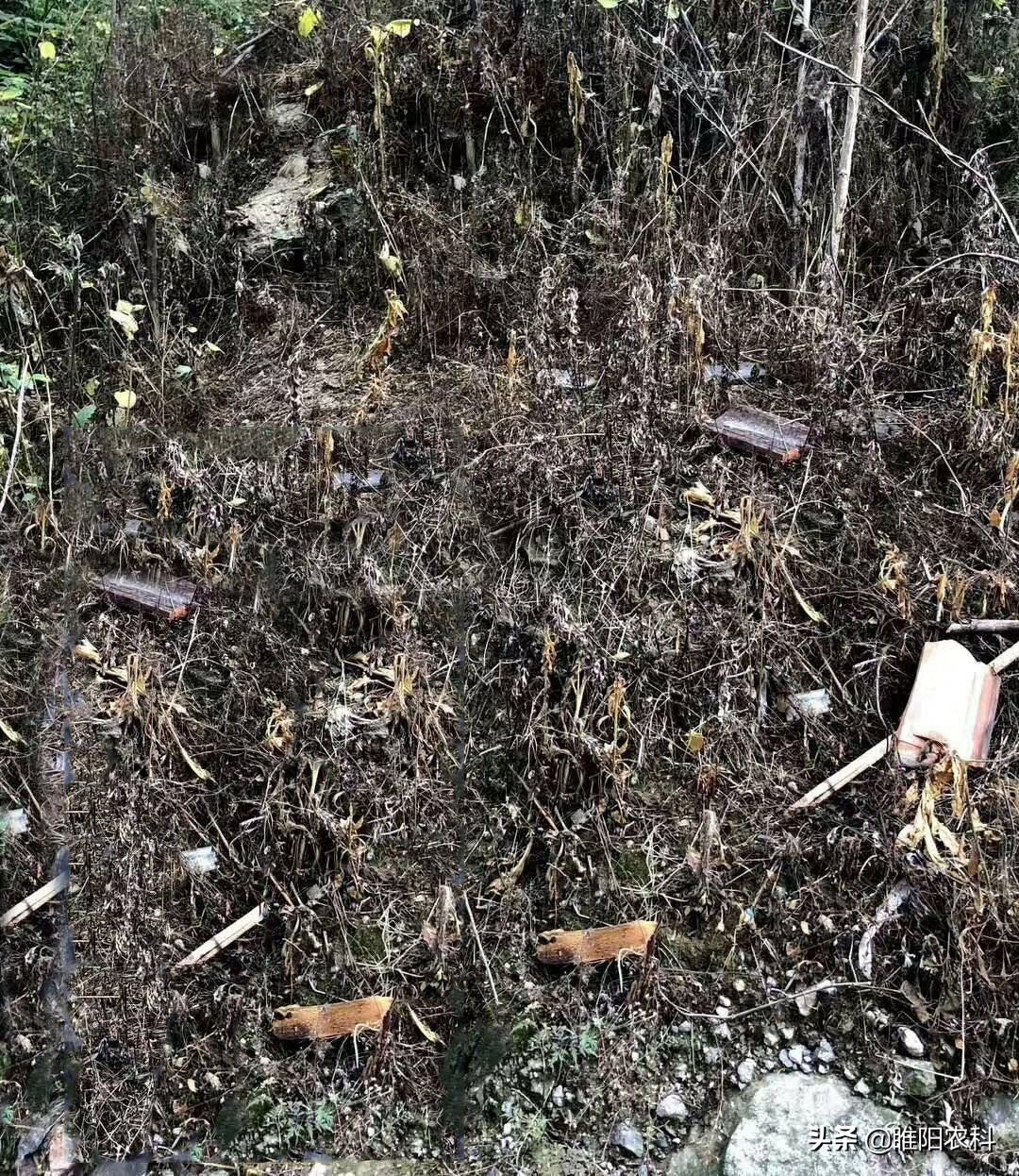 脲类除草剂有哪些_磺酰脲类除草剂_磺脲类药物作用原理