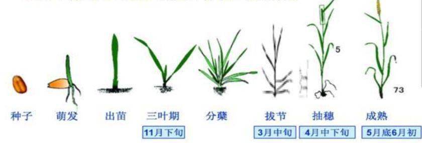 除草剂_黄豆地用什么除草剂除草_花生出苗后用什么除草剂除草
