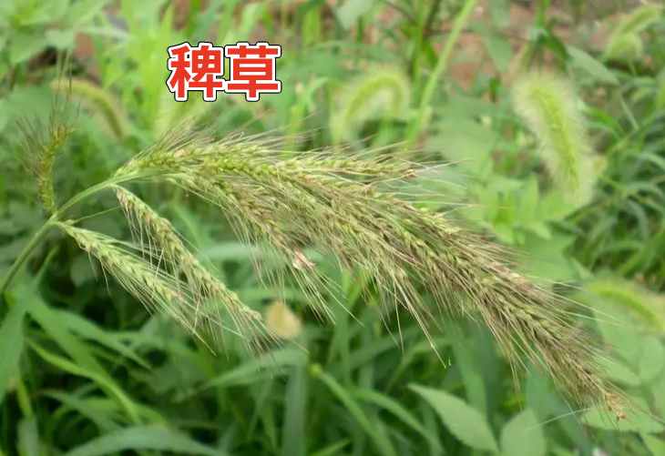 乙草胺除草剂_除草剂乙草胺毒性大吗_乙草胺除草剂浓度