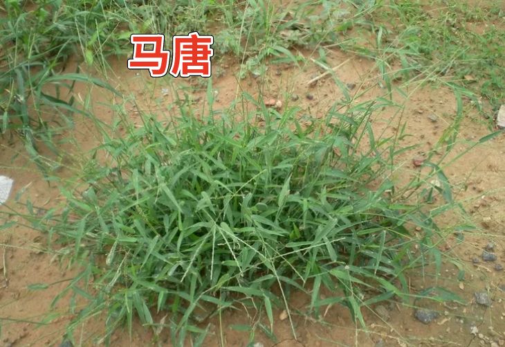 乙草胺除草剂浓度_乙草胺除草剂_除草剂乙草胺毒性大吗