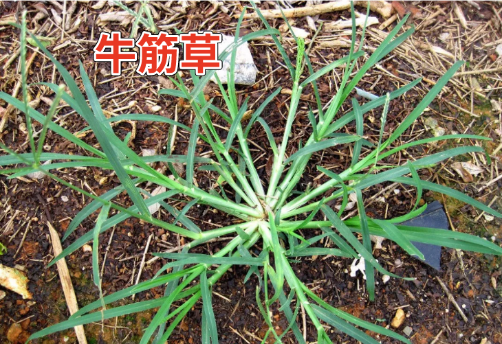 乙草胺除草剂_除草剂乙草胺毒性大吗_乙草胺除草剂浓度