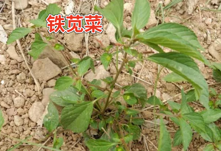 乙草胺除草剂_乙草胺除草剂浓度_除草剂乙草胺毒性大吗