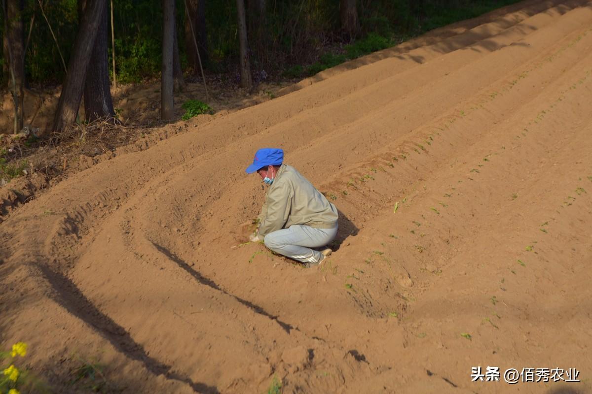 除草剂配方制作大全_除草剂配方_除草剂怎么配方