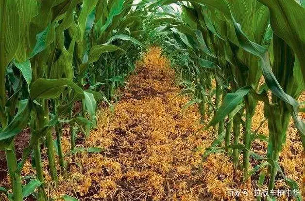 玉米除草剂_玉米除草专用药_玉米除草剂除草原理