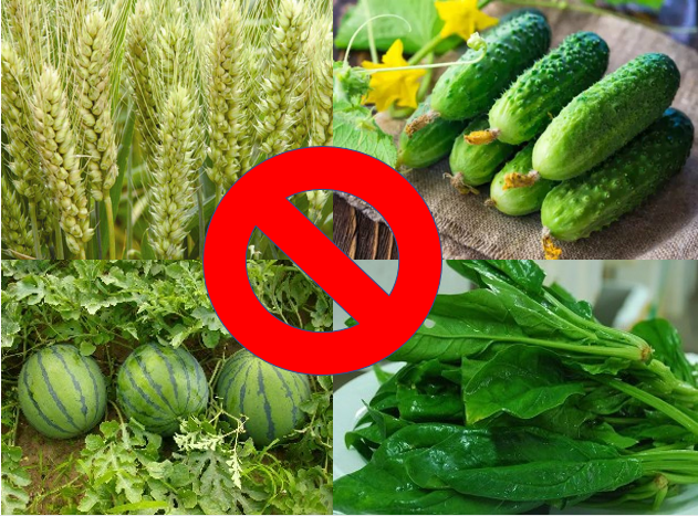 乙草胺除草剂_除草剂乙草胺用法详解_除草剂乙草胺毒性大吗