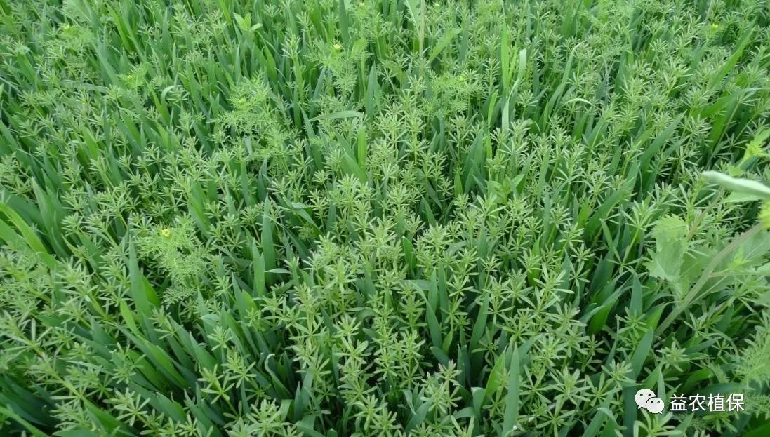 野老除草剂_老草除草剂_野老除草剂有效时间多长