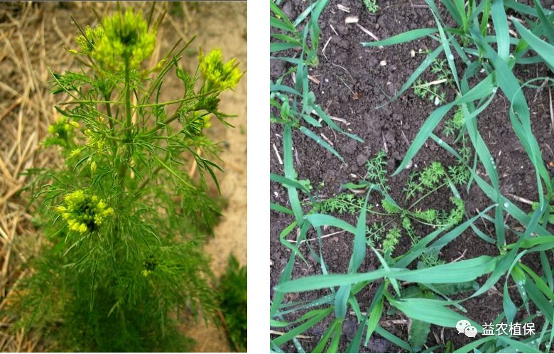 野老除草剂有效时间多长_老草除草剂_野老除草剂