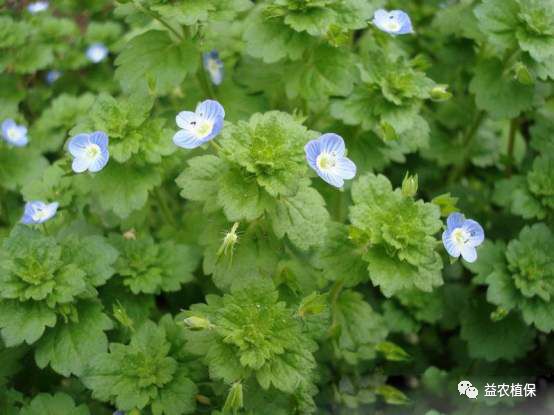 野老除草剂有效时间多长_老草除草剂_野老除草剂