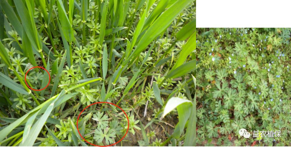 野老除草剂有效时间多长_老草除草剂_野老除草剂