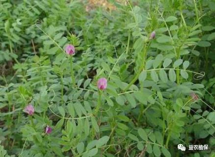 野老除草剂有效时间多长_老草除草剂_野老除草剂