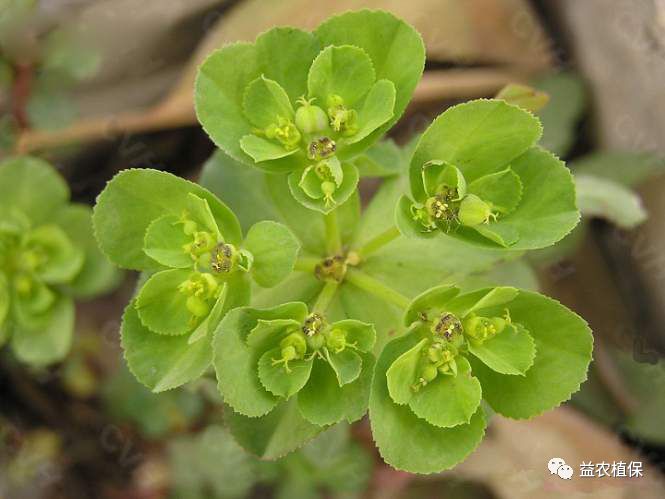野老除草剂_野老除草剂有效时间多长_老草除草剂