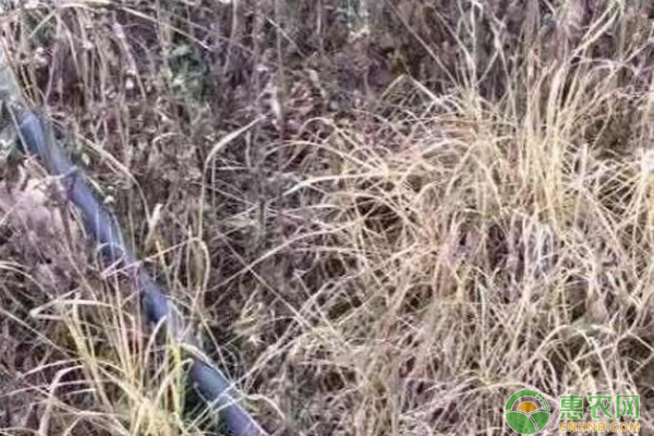 灭生性除草剂可以杀死所有杂草_灭生性除草剂_灭草剂药害怎么解除