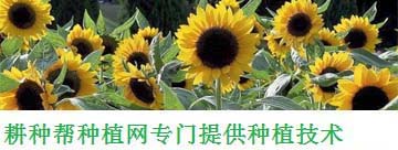农业种植技术