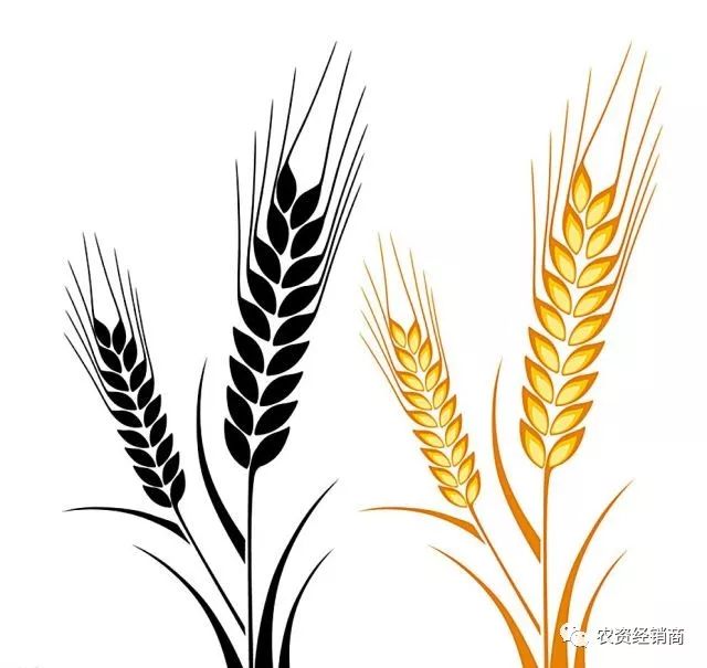 老草除草剂_野老除草剂_野老除草剂能除哪些草
