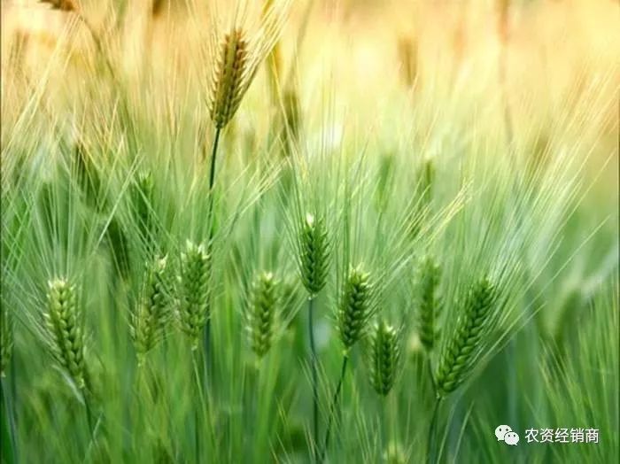 野老除草剂_野老除草剂能除哪些草_老草除草剂