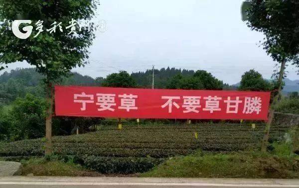 剂甘草除草膦效果好吗_除草剂草甘膦的作用_草甘膦除草剂