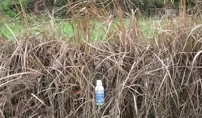 除草剂草甘膦的作用_草甘膦除草剂_剂甘草除草膦效果好吗