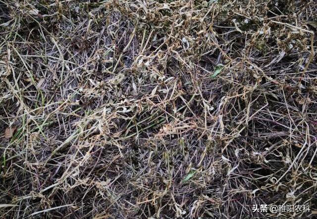灭杀性除草剂_除草剂灭草的原理是_灭生性除草剂