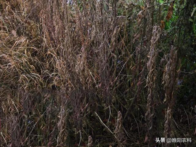 灭生性除草剂_灭杀性除草剂_除草剂灭草的原理是