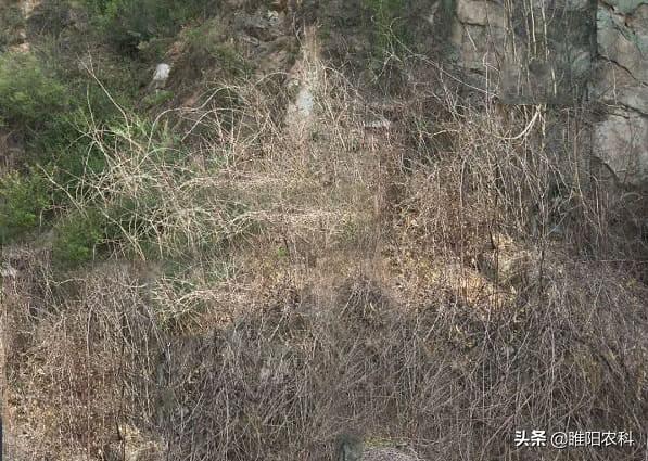 除草剂灭草的原理是_灭杀性除草剂_灭生性除草剂
