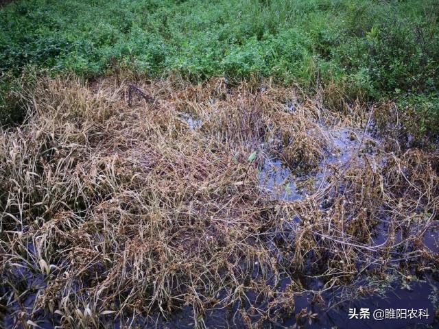 除草剂灭草的原理是_灭生性除草剂_灭杀性除草剂
