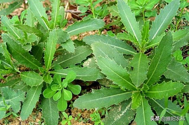 除草剂_花生出苗后用什么除草剂除草_墨西哥玉米草用什么除草剂除草