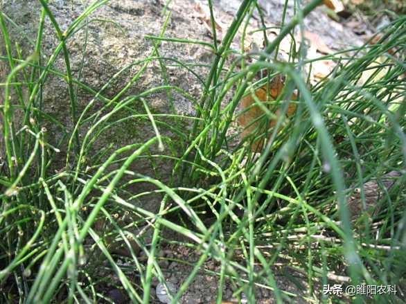 除草剂_墨西哥玉米草用什么除草剂除草_花生出苗后用什么除草剂除草
