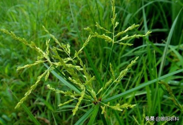 花生出苗后用什么除草剂除草_除草剂_墨西哥玉米草用什么除草剂除草