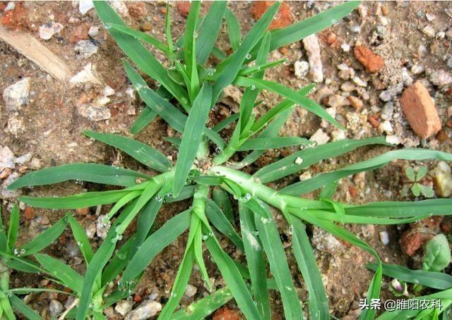 花生出苗后用什么除草剂除草_除草剂_墨西哥玉米草用什么除草剂除草