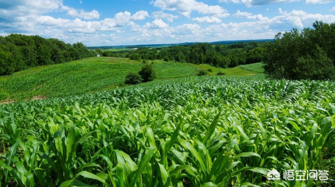 玉米除草剂打什么药_玉米除草剂_玉米除草剂