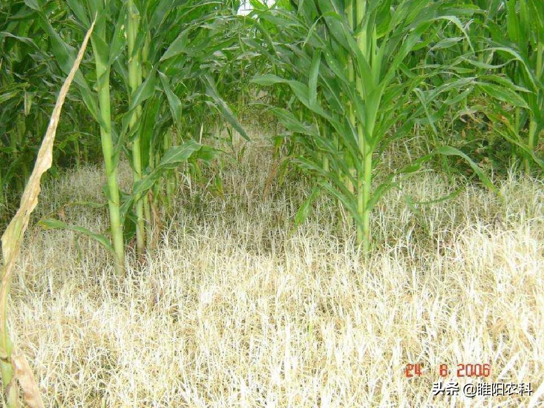 玉米除草剂_玉米除草剂除草原理_玉米除草剂的用法