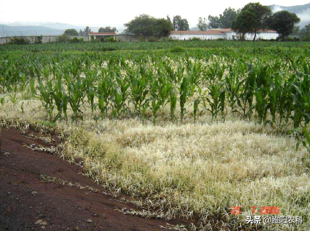 玉米除草剂的用法_玉米除草剂除草原理_玉米除草剂