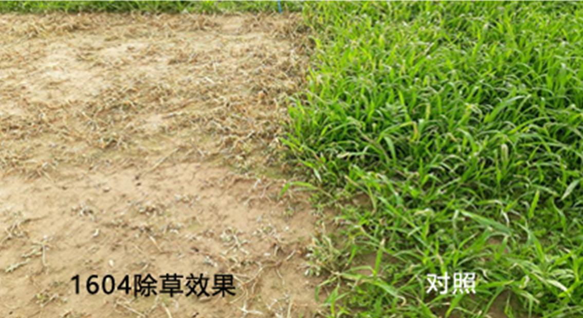 除草剂灭草的原理是_灭生性除草剂_灭生性除草剂可以杀死所有杂草