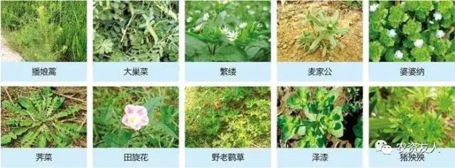 除草剂草铵膦对土壤有没有刺激_草铵膦除草剂_草铵磷除草剂