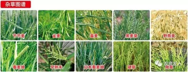 草铵膦除草剂_草铵磷除草剂_除草剂草铵膦对土壤有没有刺激