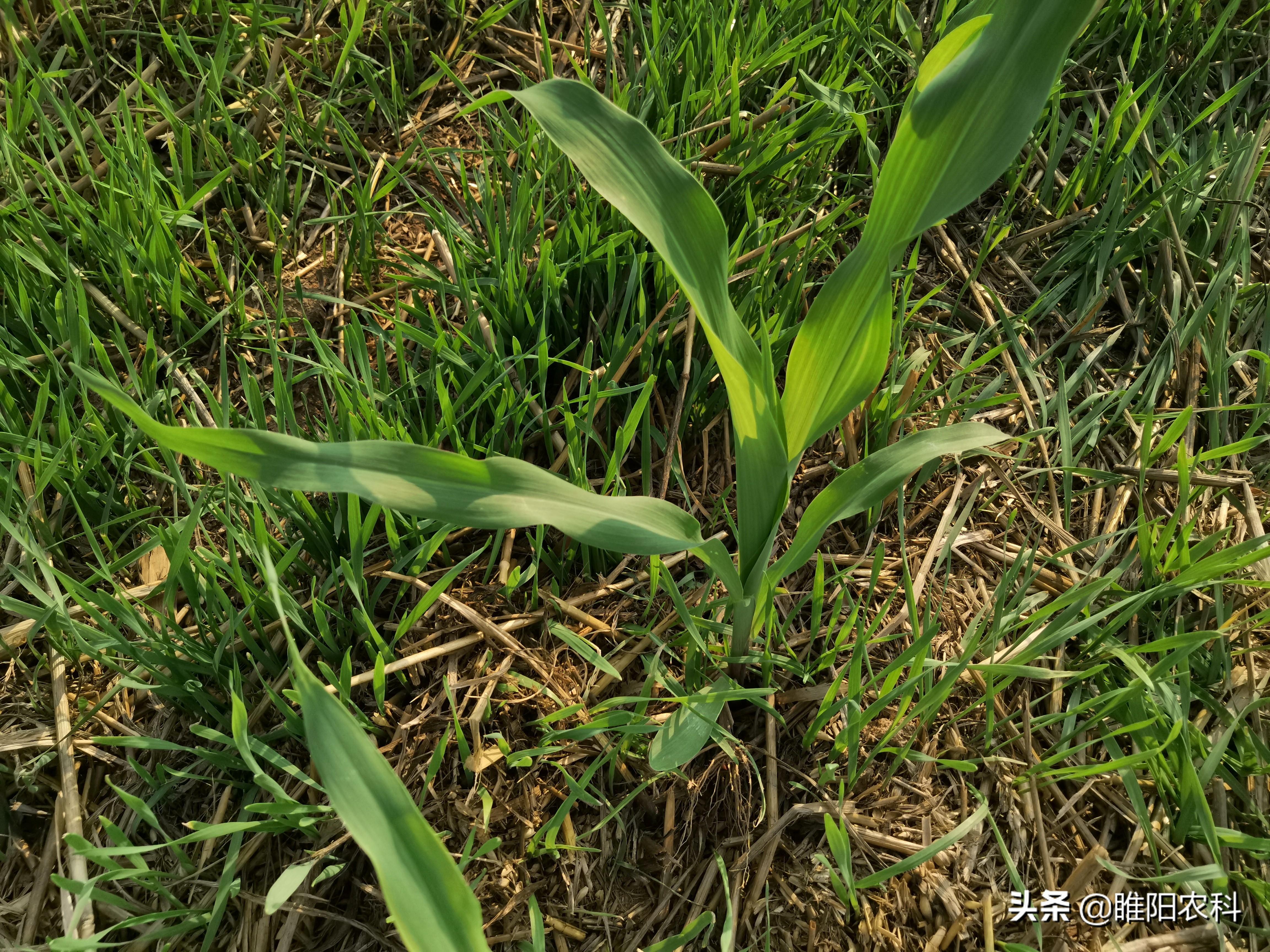 玉米除草剂_玉米除草专用药_玉米除草剂的用法
