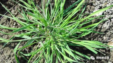 甲基二磺隆除草剂药害有哪些_甲基二磺隆除草剂_甲基二磺隆除草机理